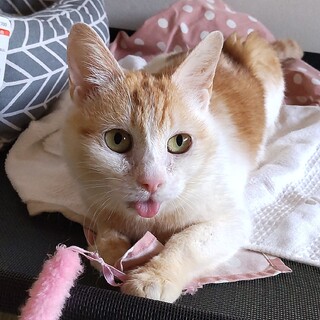 多頭飼育から救い出した命！