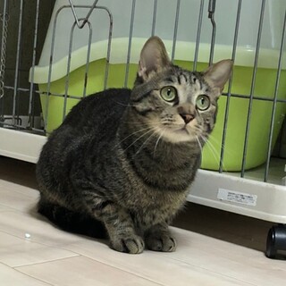 イケメン★タイガー君