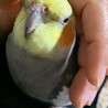 の写真