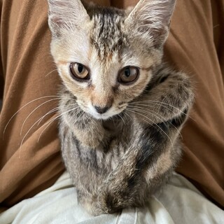 【にーこ】おかげさまで里親様が決まりました！