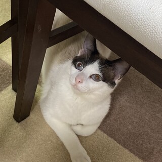 ラグドール風男の子【譲渡会参加】