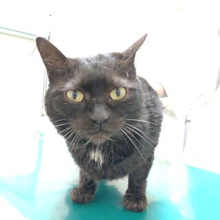 超甘えたさん★さよこ★スタイリッシュ黒猫ガール