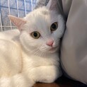 【ルビー】おかげさまで里親さまが決まりました