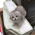 約2ヶ月グレーの子猫