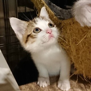  6/19 譲渡会参加　2か月　キジ白3兄弟