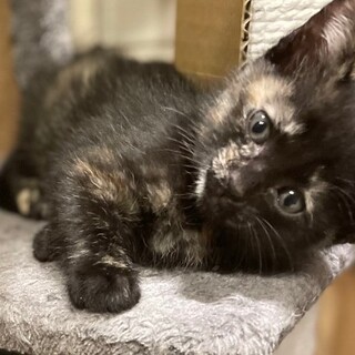 募集停止サビ柄❤️女の子るなちゃん