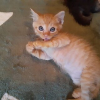 元気いっぱい、茶トラくん。