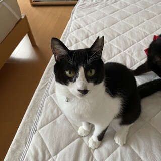 とても穏やかな子❤︎トト♂