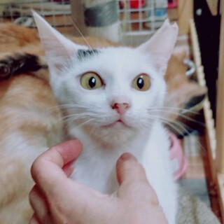 穏やかで可愛い仔猫３か月です