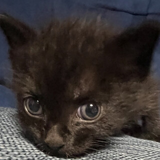 甘えん坊のブラックパンサー☆光くん