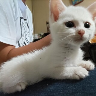 募集停止でやんちゃんです⭐️白猫男子ハク