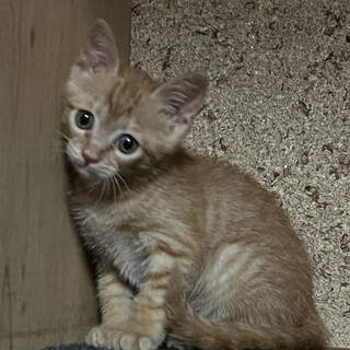 茶トラのイケメンくん♡虎男くん