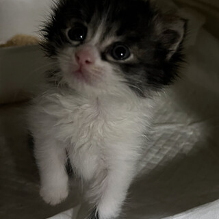 フワッフワのかわいい男の子☆しゅんくん