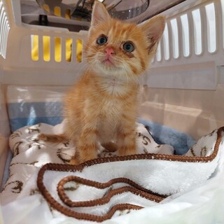 段ボールで置き去りされた茶トラの子猫