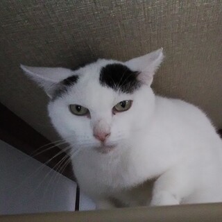 行き場の無いエイズキャリアの怖がりな猫