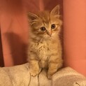 可愛い茶トラ一ヶ月