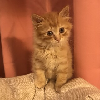 可愛い茶トラ一ヶ月