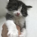 可愛いフワフワハチワレ1ヶ月