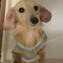 優しいお顔の甘えん坊「あきちゃん」