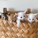 お豆兄妹❣️生後1ヶ月