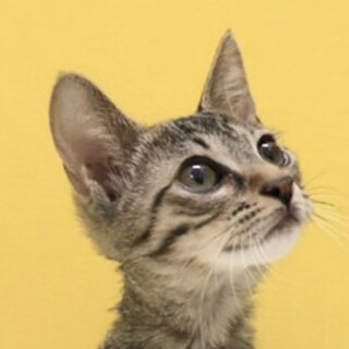 キジトラ「3s222｣