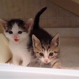 溝の中で雨に打たれていた子猫の兄妹