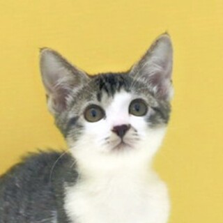 キジ白猫｢3c935｣