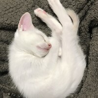 しろちゃん