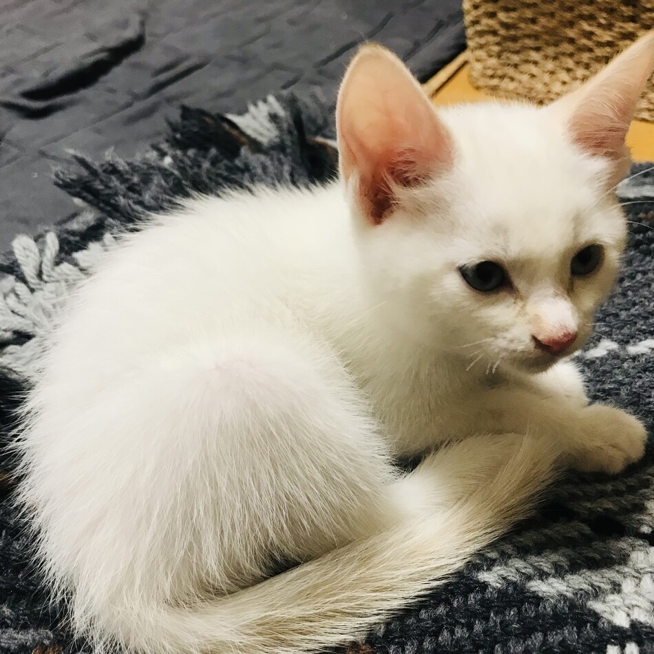 しろちゃんのカバー写真