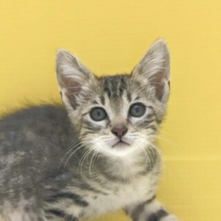 キジトラ｢4s11｣