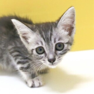 サバトラ｢4s12｣