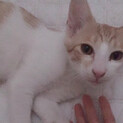 超すりすり甘えん坊の男の子猫