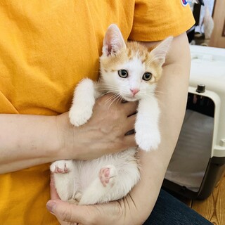 かまってほしい茶白君！【京田辺市】