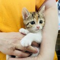 お目々くりくり三毛子猫ちゃん！【京田辺市】