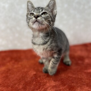 年配者にお勧めです！寄り添い聞き上手な甘猫金ちゃん