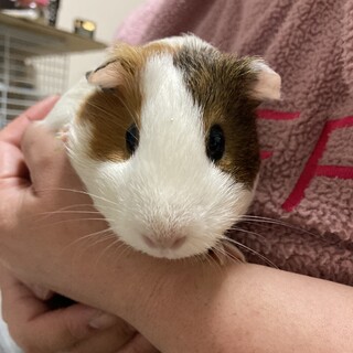 モルモット３匹の里親さん募集