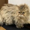 チンチラのノブくん サムネイル2