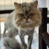 チンチラのノブくん サムネイル3