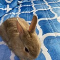 うさぎ里親募集
