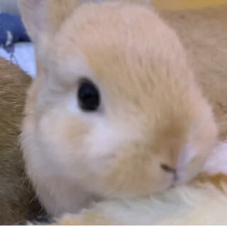 うさぎ里親募集
