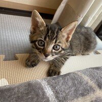 むぎ