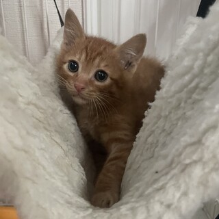 2ヶ月茶トラの男の子♡