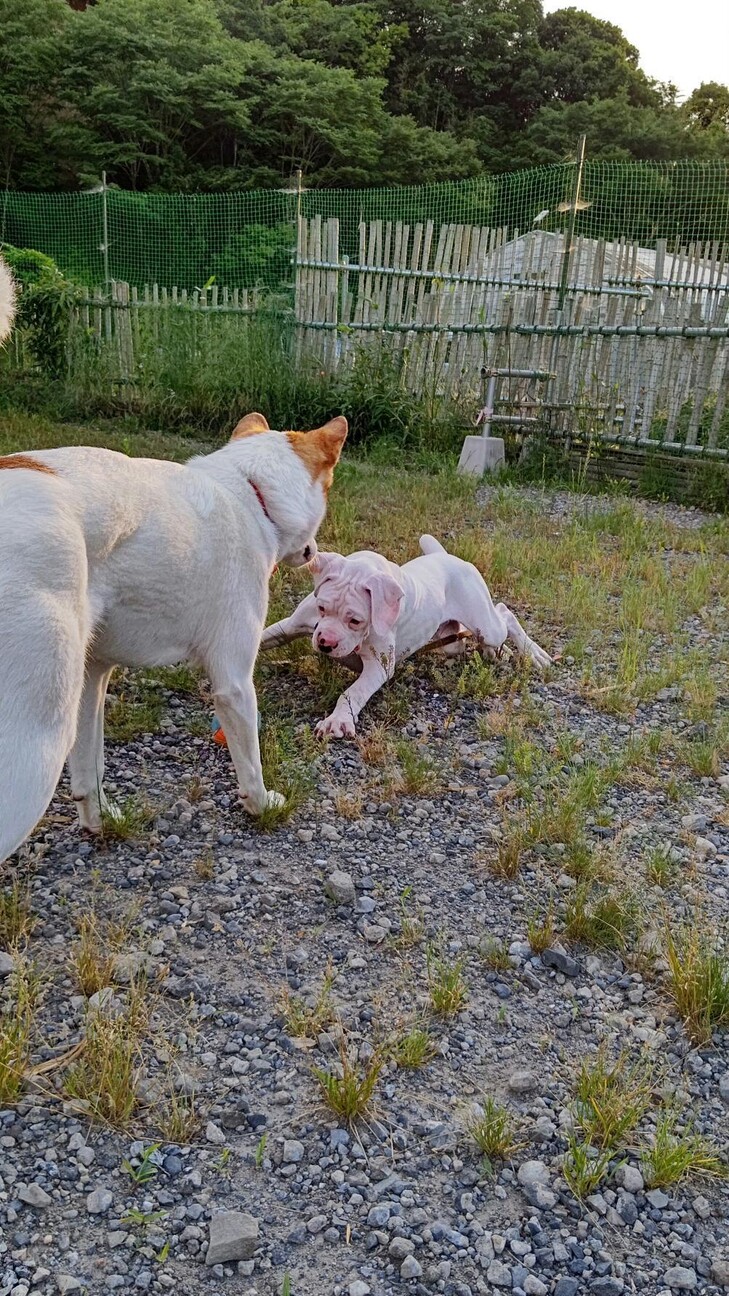 ホワイトボクサーの１月生まれの男の子ケンシロウ サムネイル2