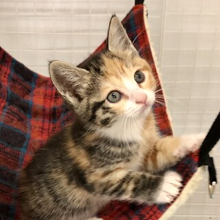 三毛姉妹・優しい顔の2ヶ月の女の子♪