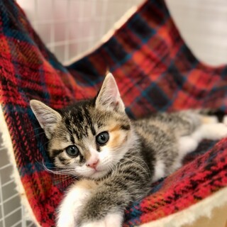 【再募集】三毛姉妹・丸顔の2ヶ月の女の子♪