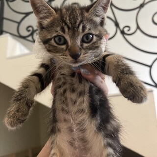 生後1.5ヶ月のキュートすぎる4兄妹♡