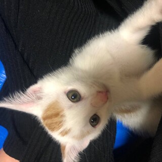 2匹の兄弟です！可愛い茶白柄のチーズ君♡