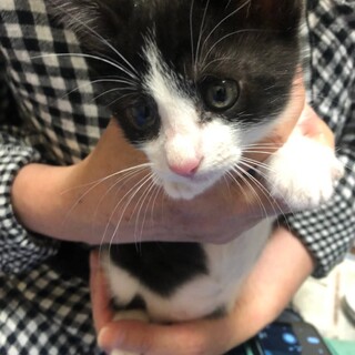 2匹の兄弟です！可愛いハチワレ柄のタピオカ君♡