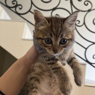 生後1.5ヶ月のキュートすぎる4兄妹♡