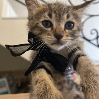 生後1.5ヶ月のキューすぎる4兄妹♡